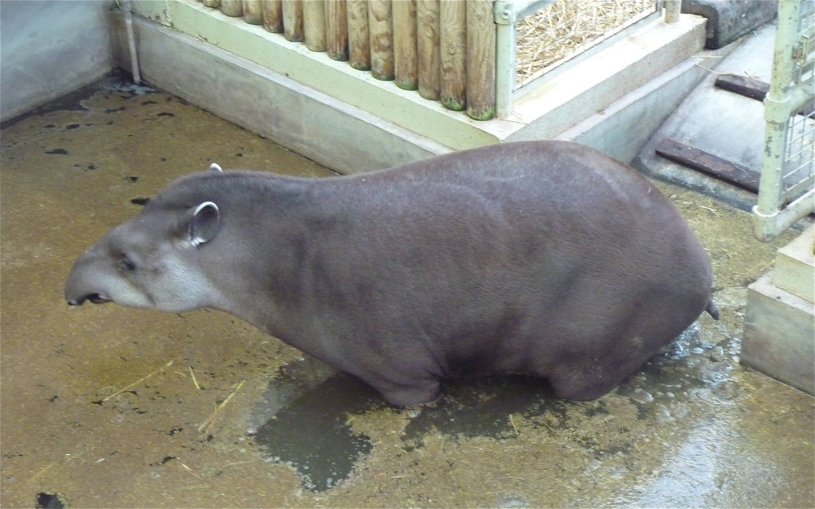 Now how does it get so mucky...