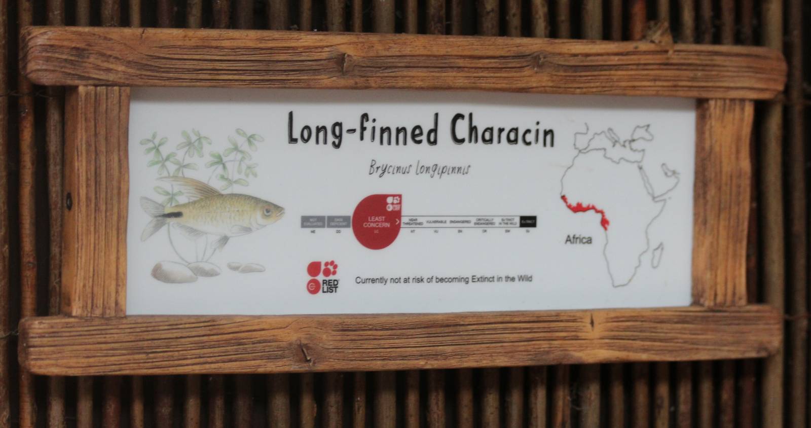 Now on show in Secret World of the Okapi tank