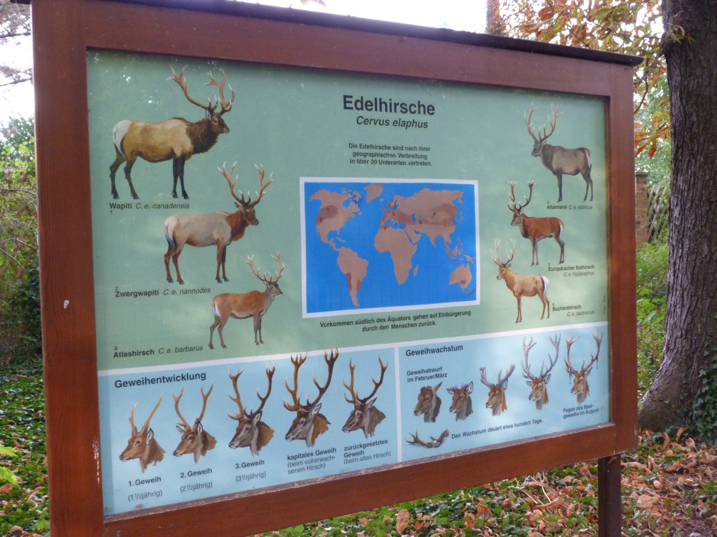Now outdated "Cervus elaphus" sign -Tierpark Berlin (2024)