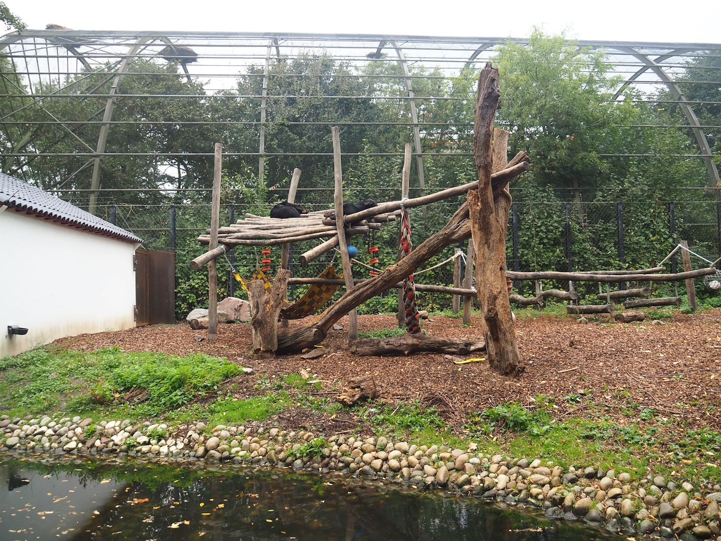 Now smaller Asian black bear exhibit, 2023-10-13
