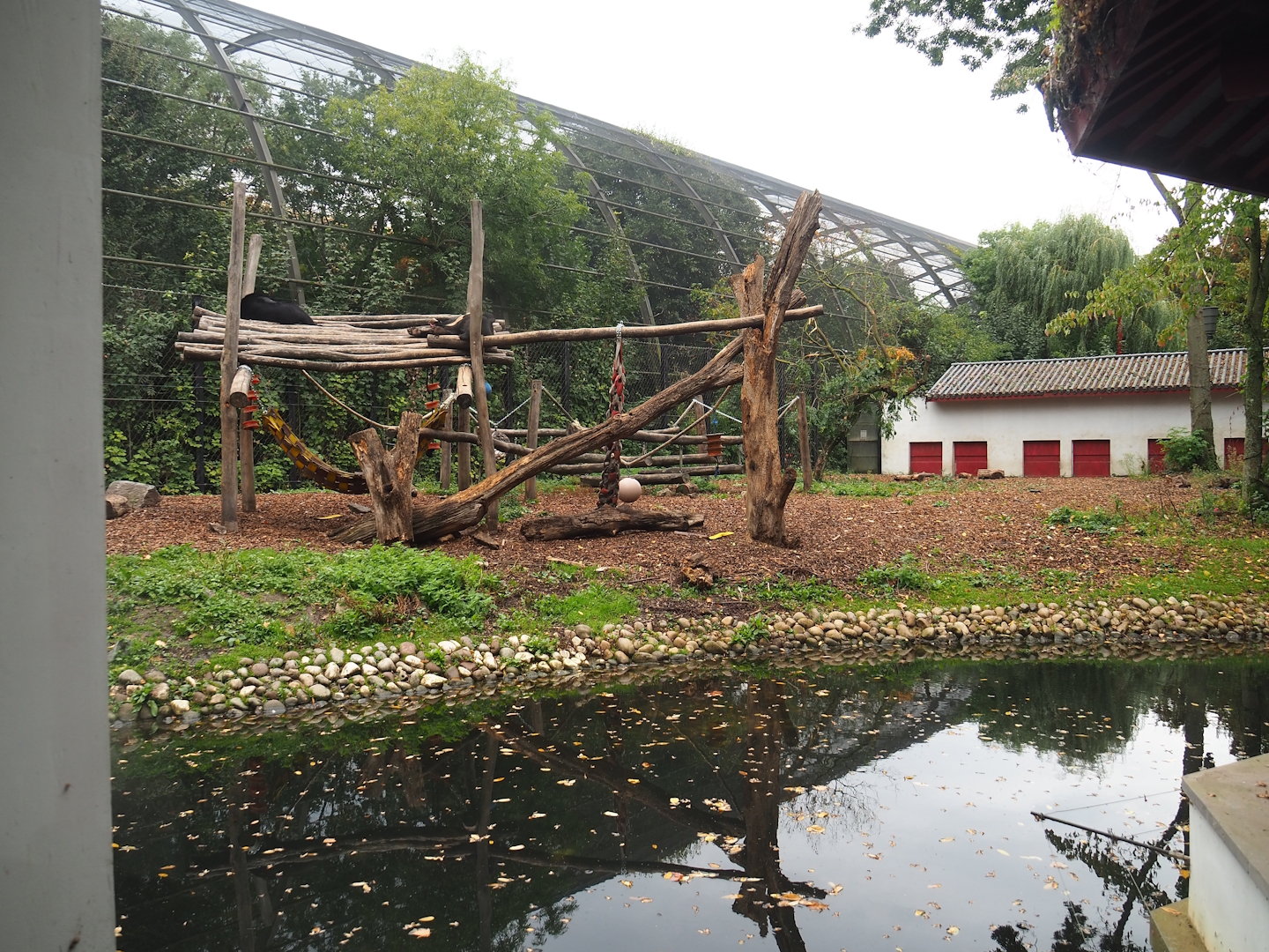 Now smaller Asian black bear exhibit, 2023-10-13
