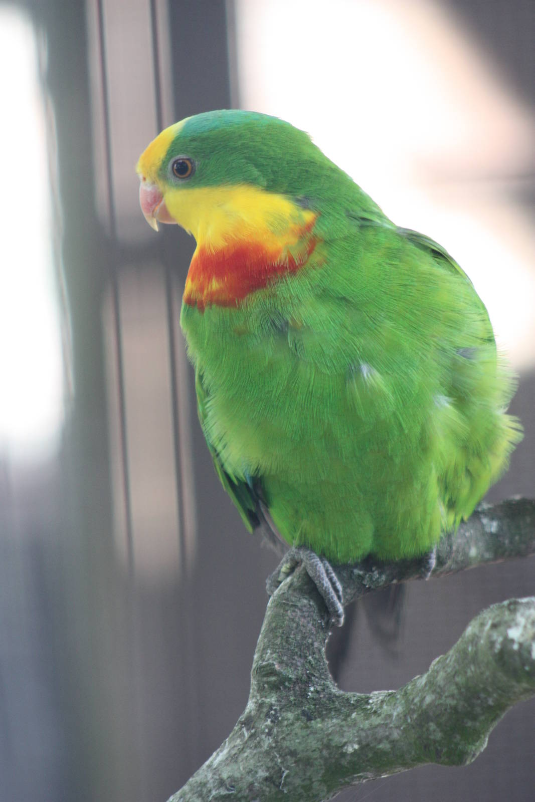 Now that is what I call a superb parrot, 30th June 2014