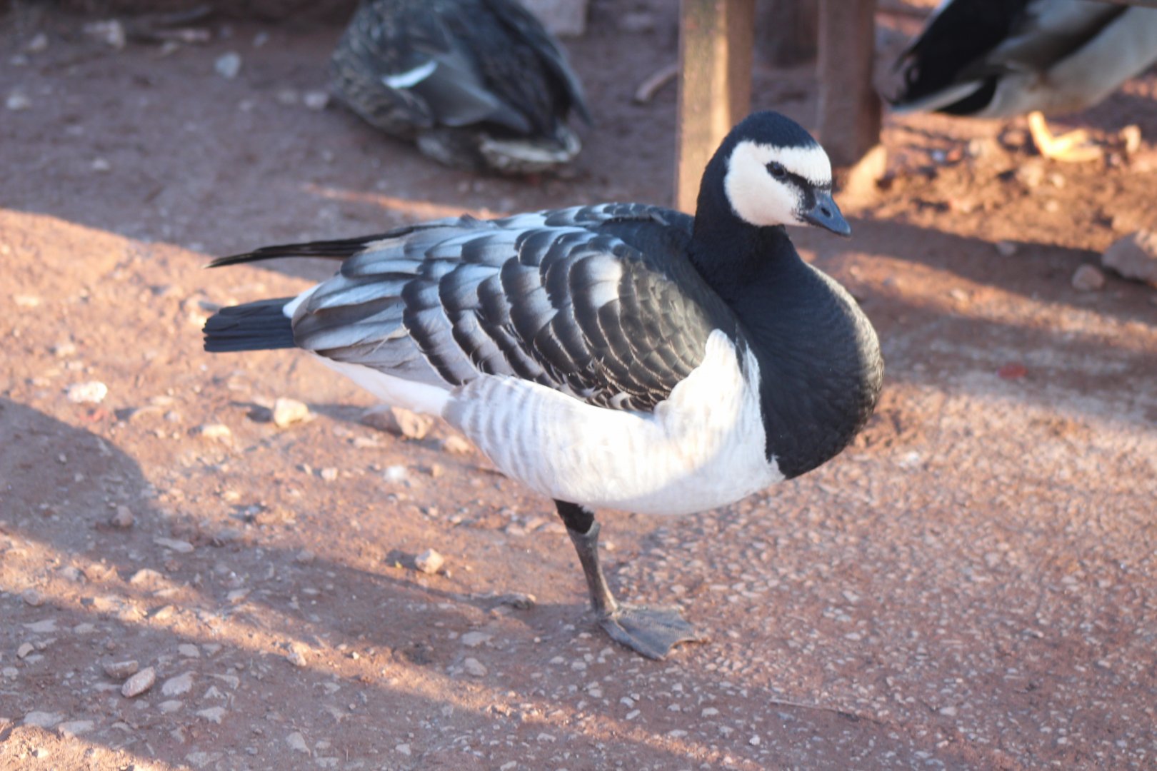 Now watch me whip, now watch me NENE  :/