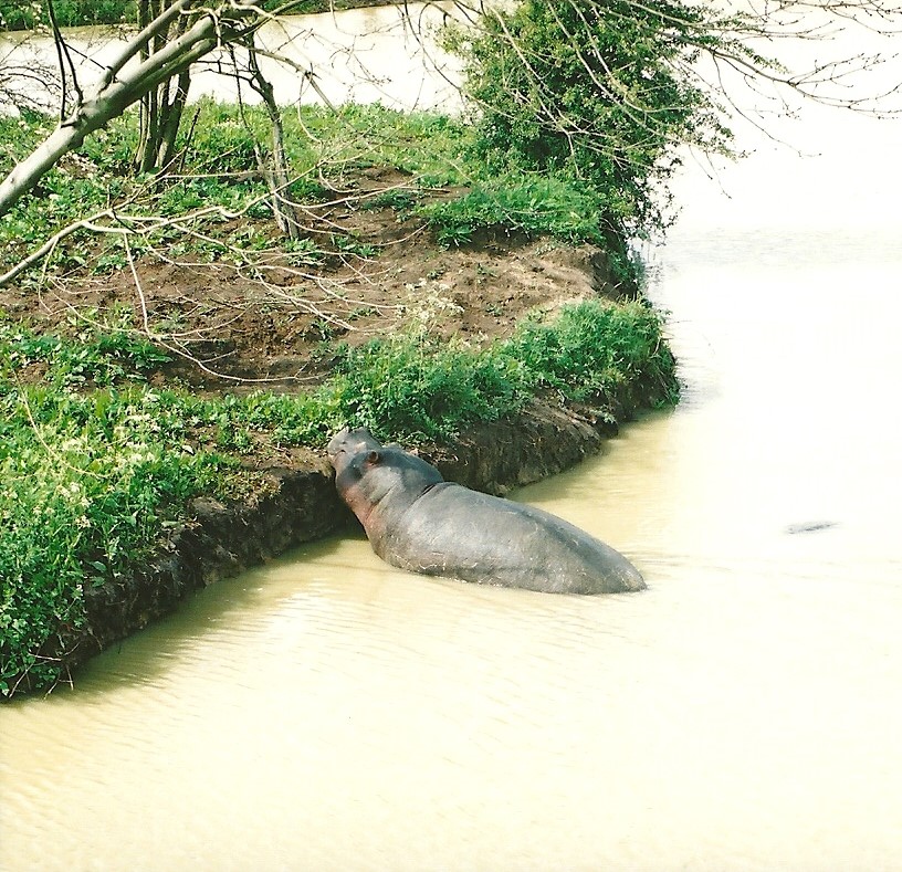 Now you see an island, 2003 or 2004