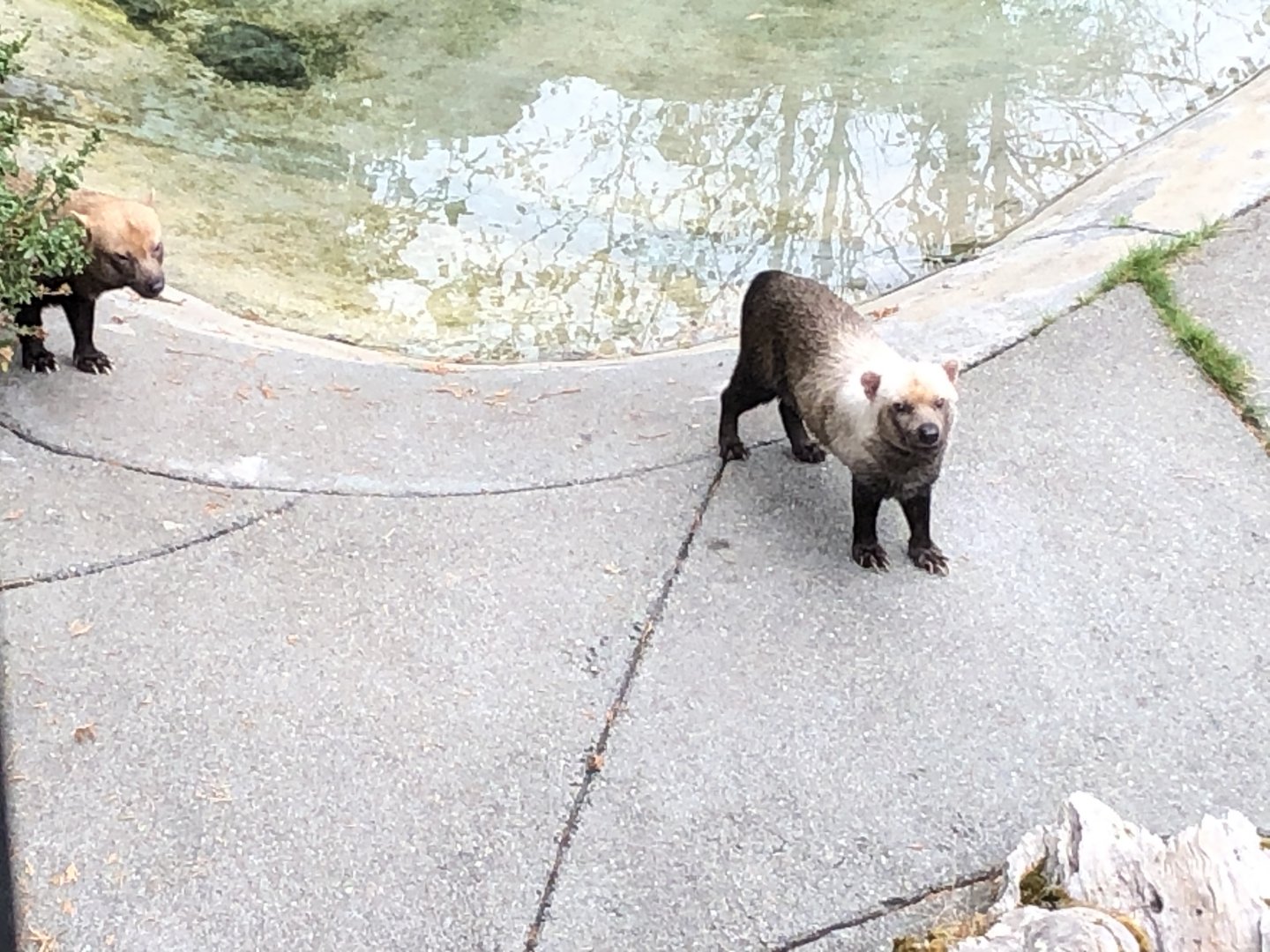 Nowak and Perrito the bush dogs