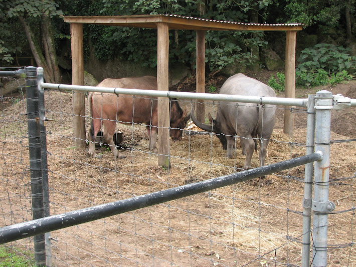 Nowra 2011 - Asiatic Water Buffaloes