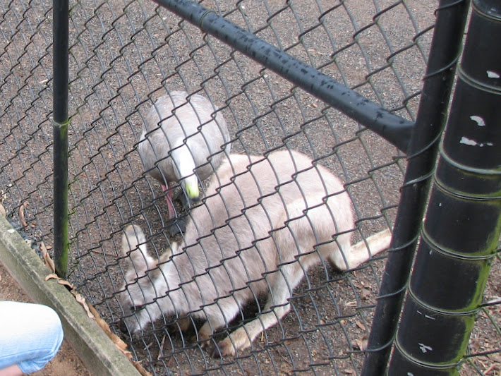 Nowra 2011 - Common Wallaroo and Cape Barren Goose