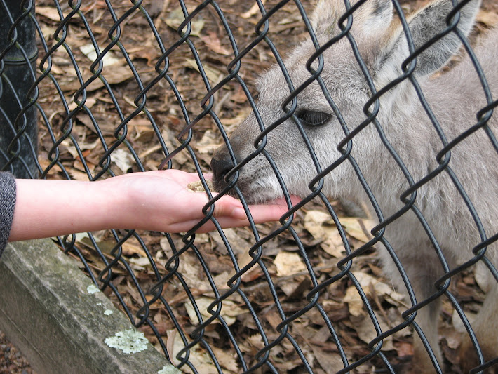 Nowra 2011 - Common Wallaroo