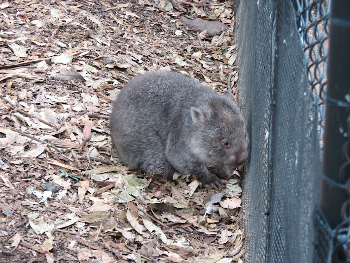Nowra 2011 - Common Wombat joey