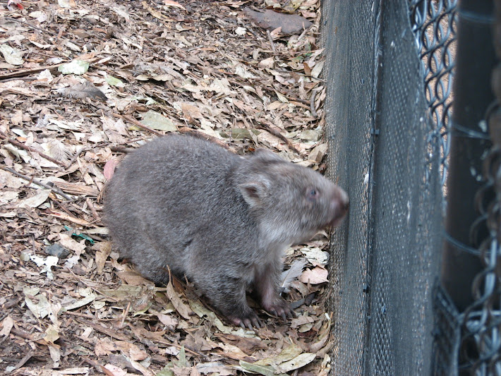 Nowra 2011 - Common Wombat joey