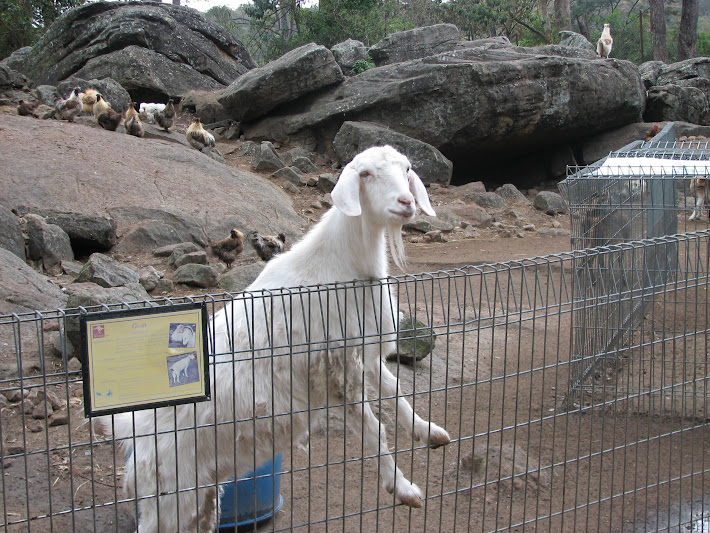 Nowra 2011 - Domestic Goat and Domestic Chickens