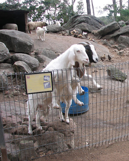 Nowra 2011 - Domestic Goats, Domestic Chickens and Domestic Sheep
