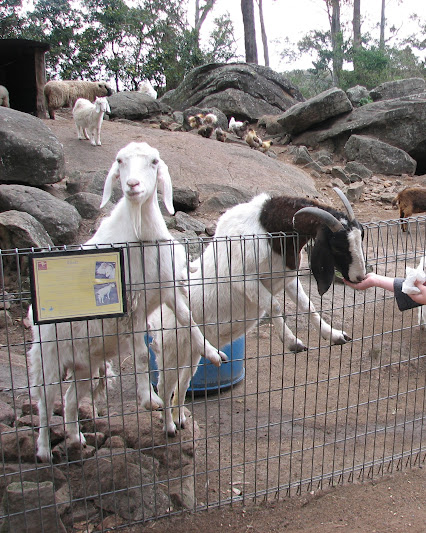 Nowra 2011 - Domestic Goats, Domestic Chickens and Domestic Sheep
