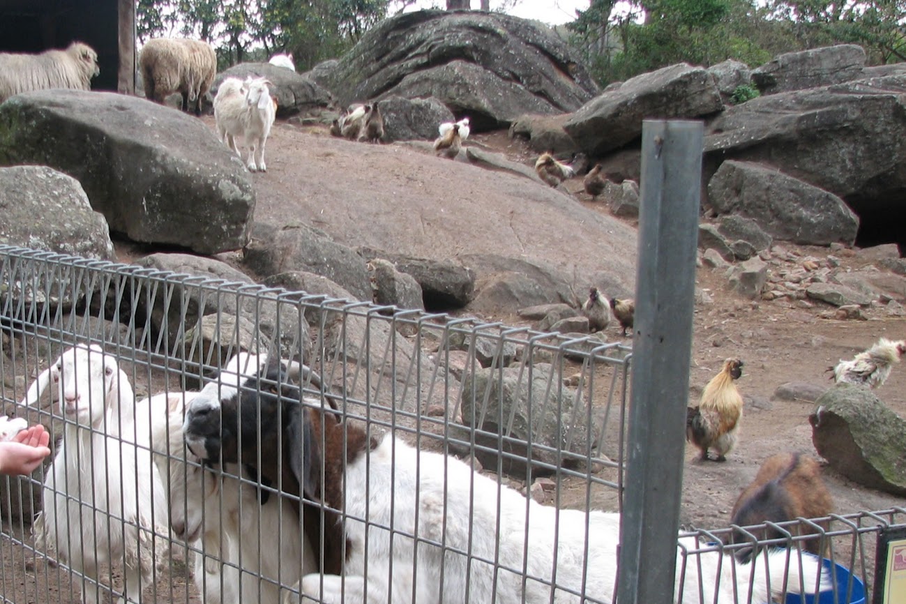 Nowra 2011 - Domestic Goats, Domestic Chickens and Domestic Sheep