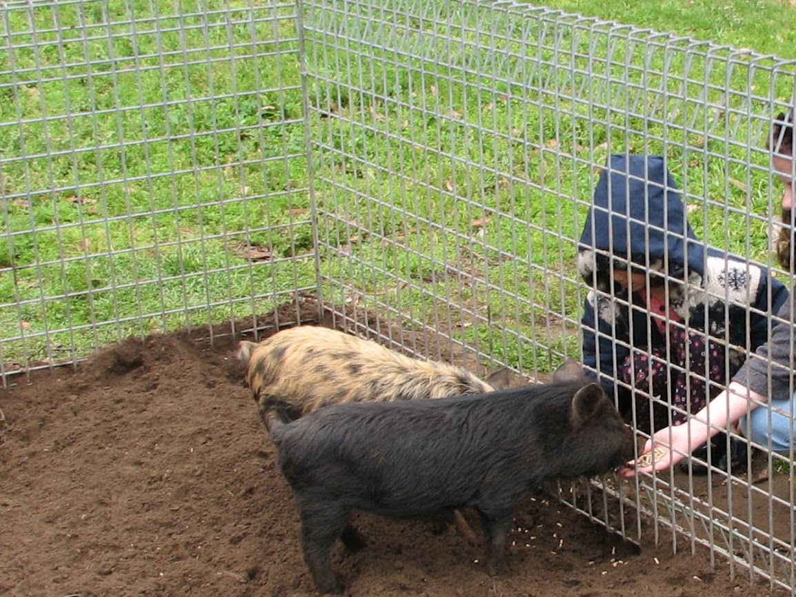 Nowra 2011 - Domestic Pigs