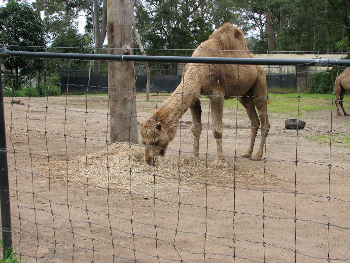 Nowra 2011 - Dromedary Camel