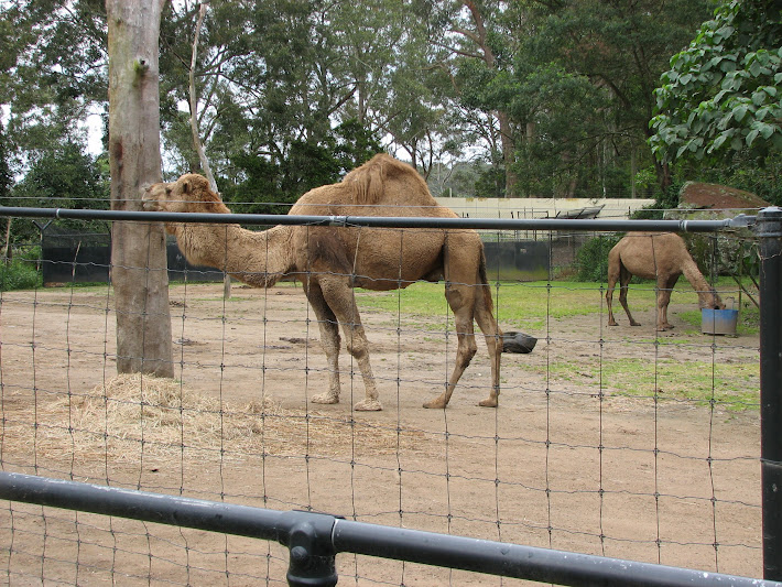 Nowra 2011 - Dromedary Camels