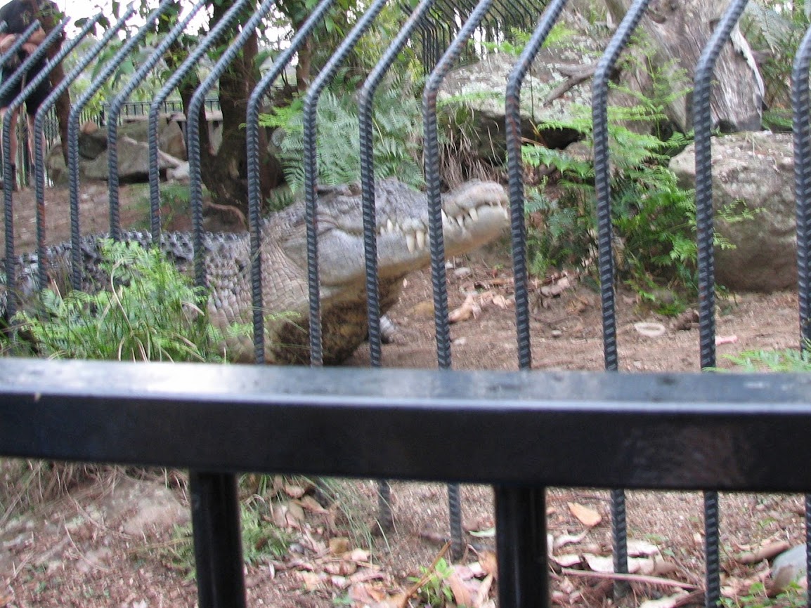 Nowra 2011 - Estuarine Crocodile