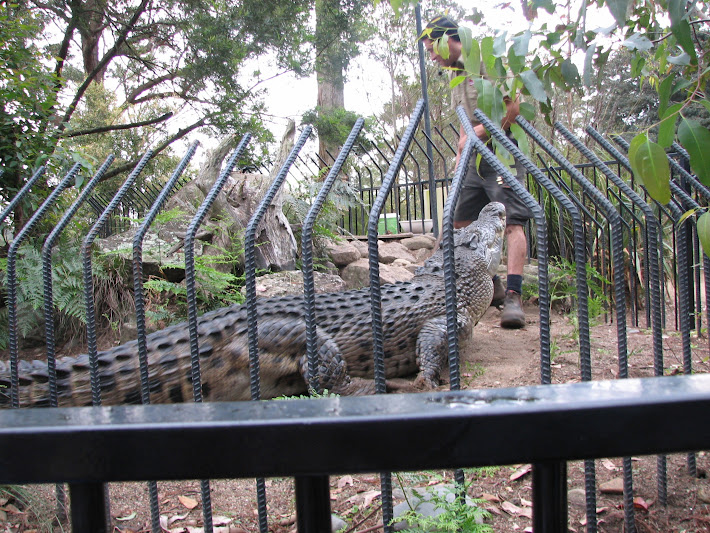 Nowra 2011 - Estuarine Crocodile
