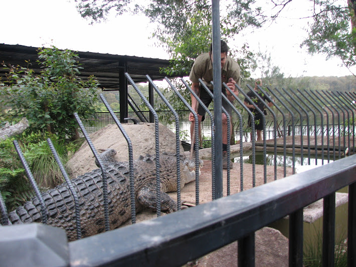Nowra 2011 - Estuarine Crocodile