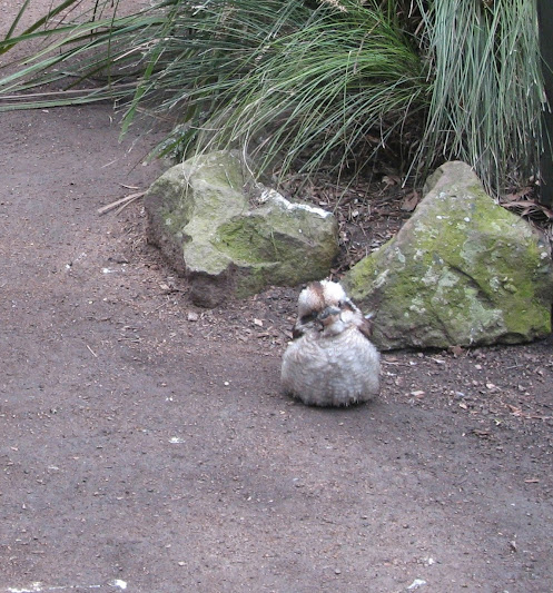Nowra 2011 - Laughing Kookaburra with clipped wings