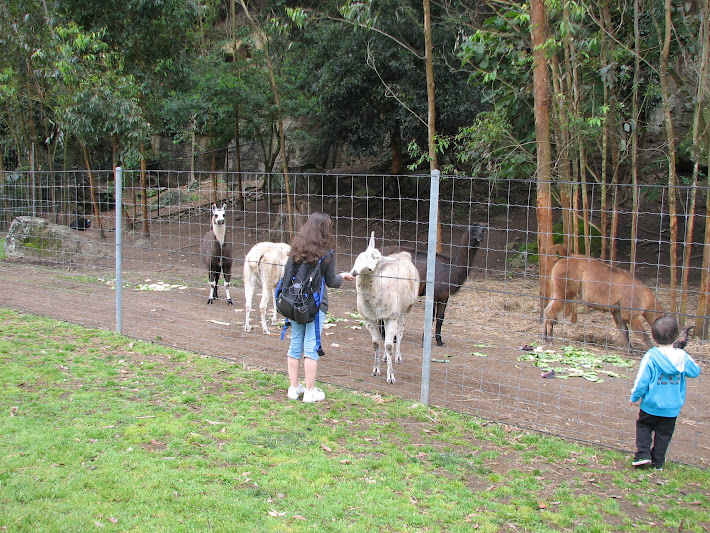 Nowra 2011 - Llamas