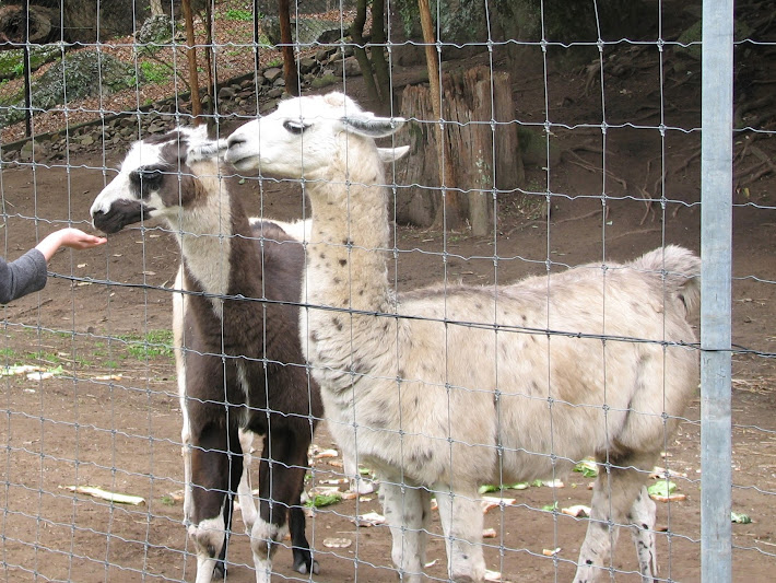 Nowra 2011 - Llamas