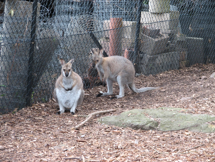 Nowra 2011 - Red-necked Wallabies