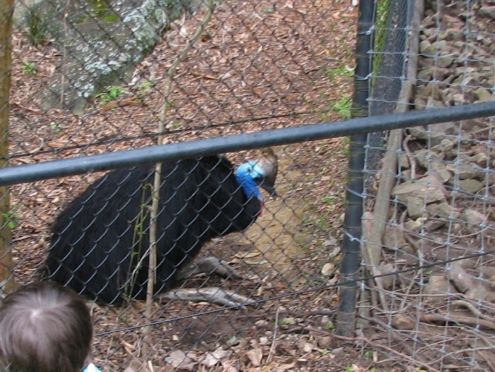 Nowra 2011 - Southern Cassowary