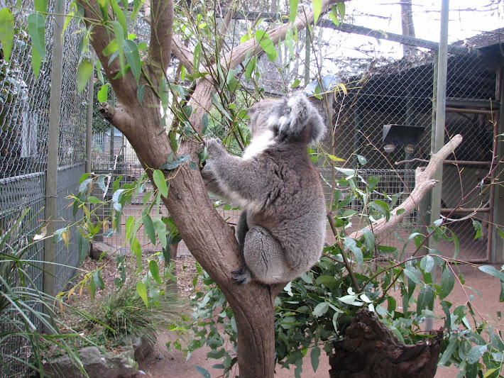 Nowra 2011 - Southern Koala