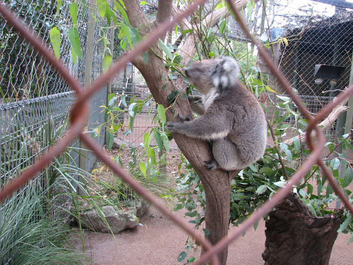 Nowra 2011 - Southern Koala