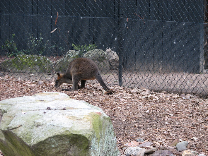 Nowra 2011 - Swamp Wallaby