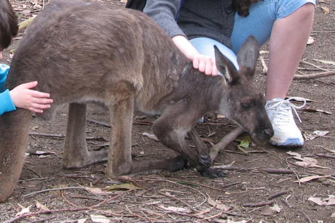 Nowra 2011 - Western Grey Kangaroo