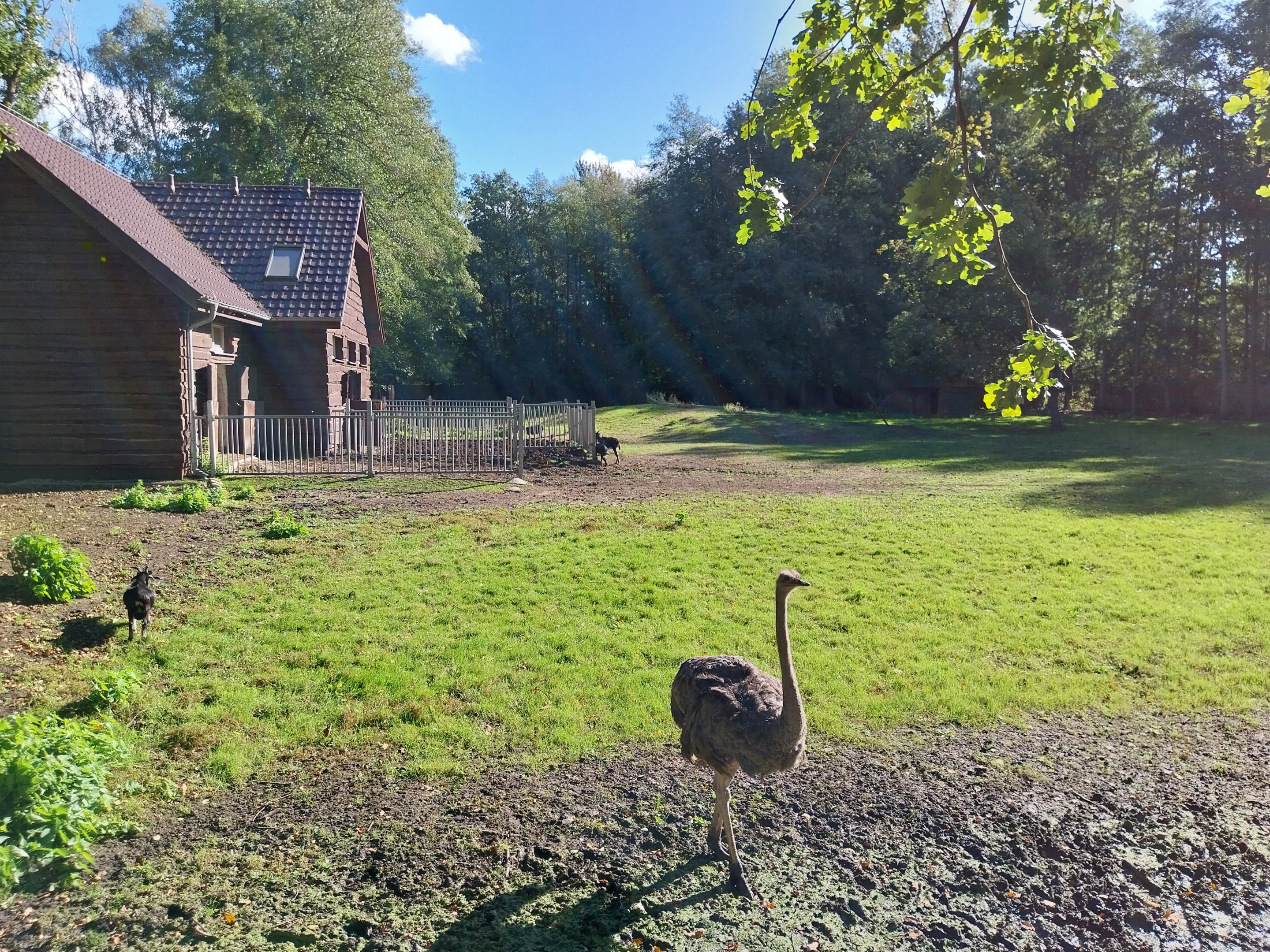 Nowy Tomysl Zoo - Common Ostrich