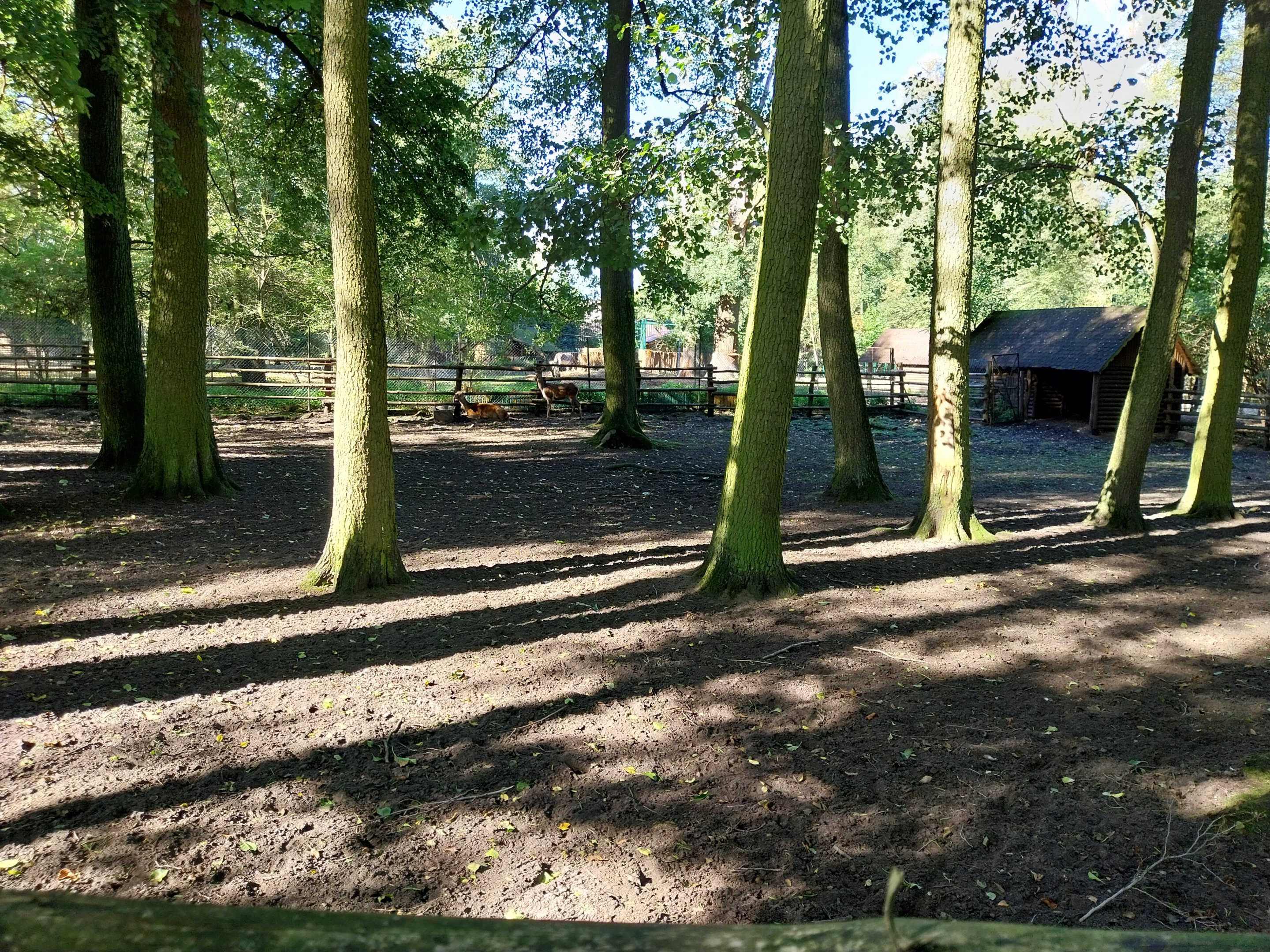 Nowy Tomysl Zoo - Deer enclosure