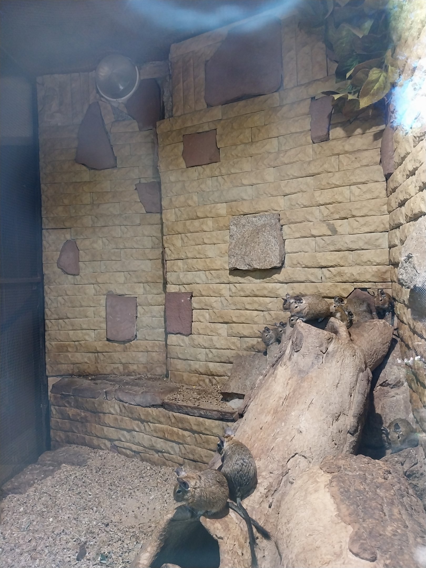 Nowy Tomysl Zoo - Degu (Octodon degus)