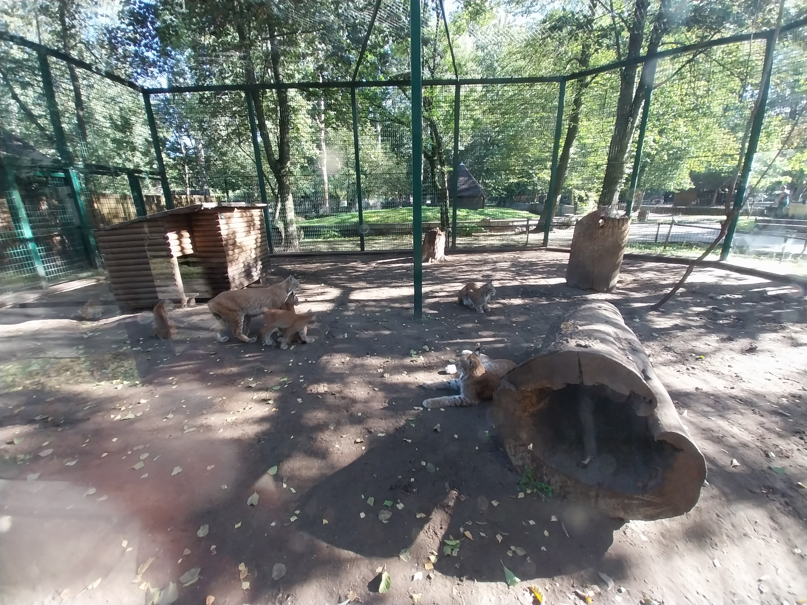 Nowy Tomysl Zoo - Northern Lynx (Lynx lynx lynx) enclosure