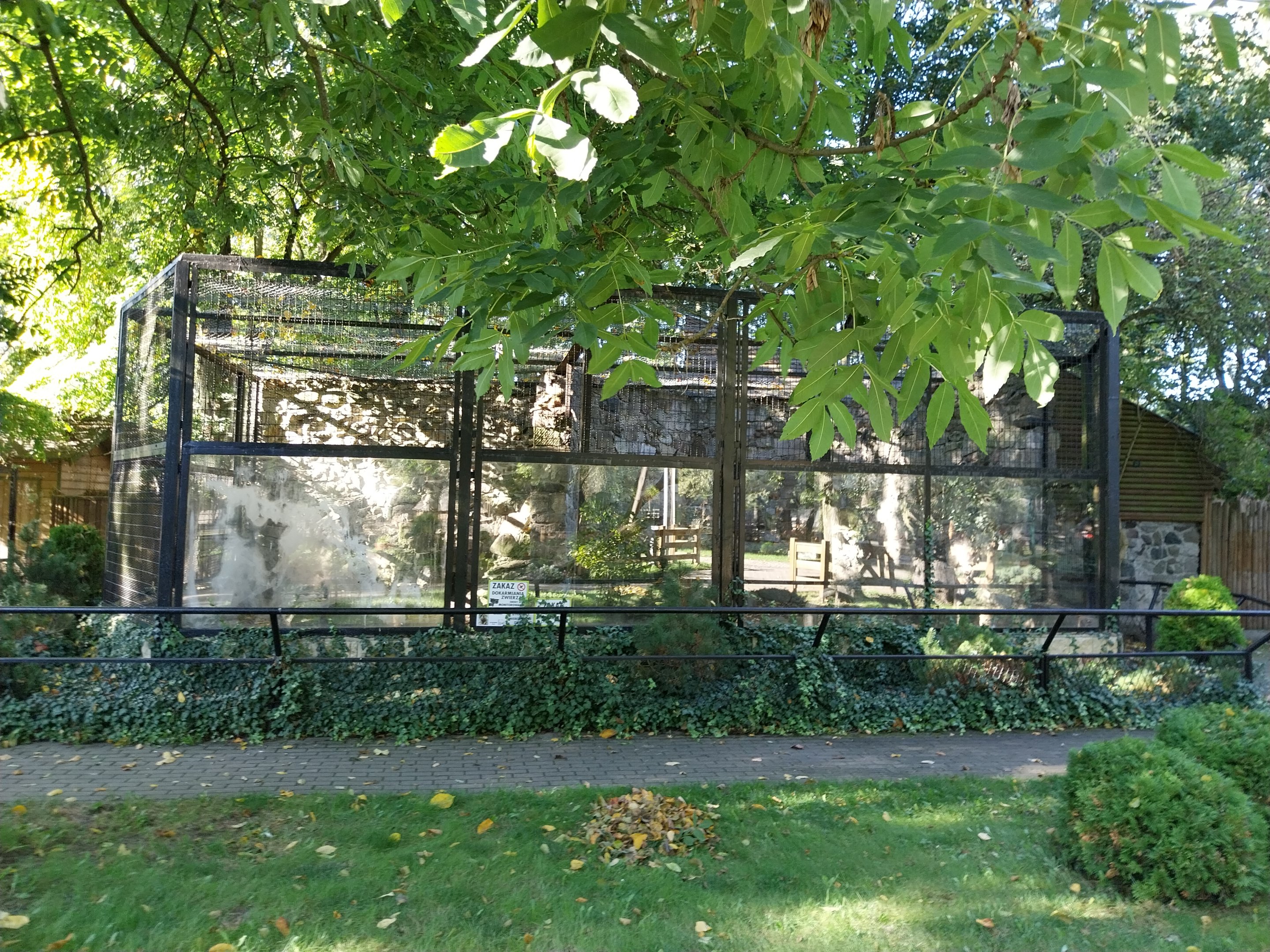 Nowy Tomysl Zoo - Olive Baboon (Papio anubis) enclosure