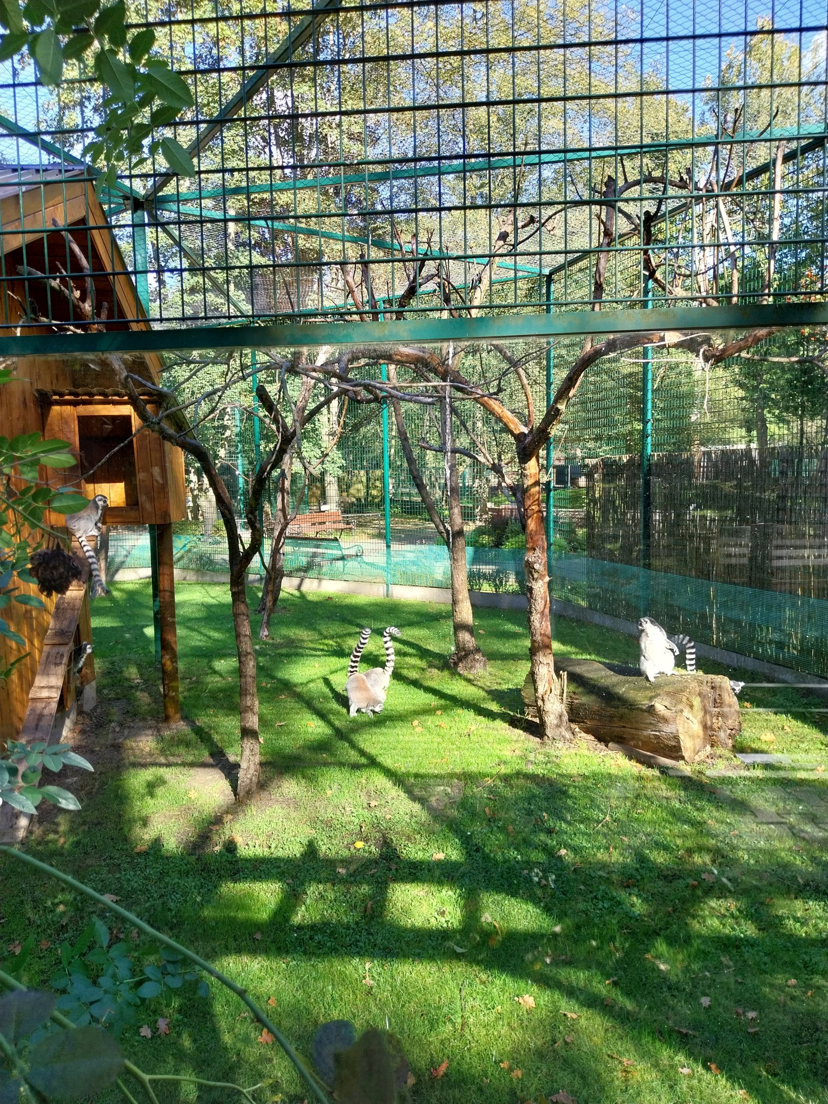 Nowy Tomysl Zoo - Ring-tailed Lemur (Lemur catta)