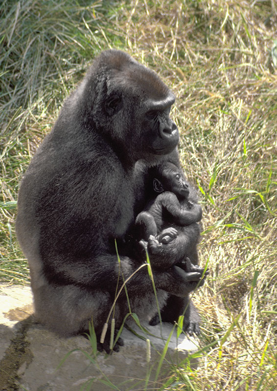 'N'Pongo' &amp; 'Kumi' 1981