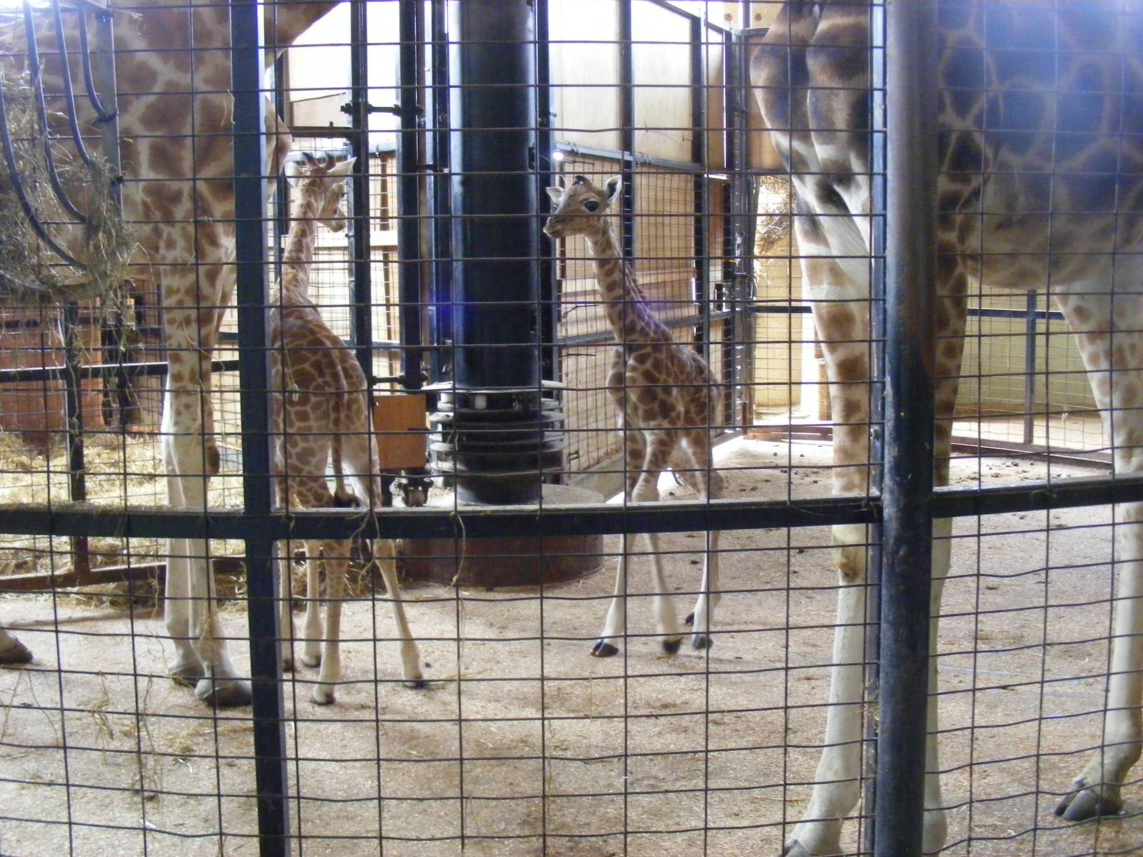 Nsia and unnamed male giraffe calf (born yesterday) at Marwell Wildlife, 31