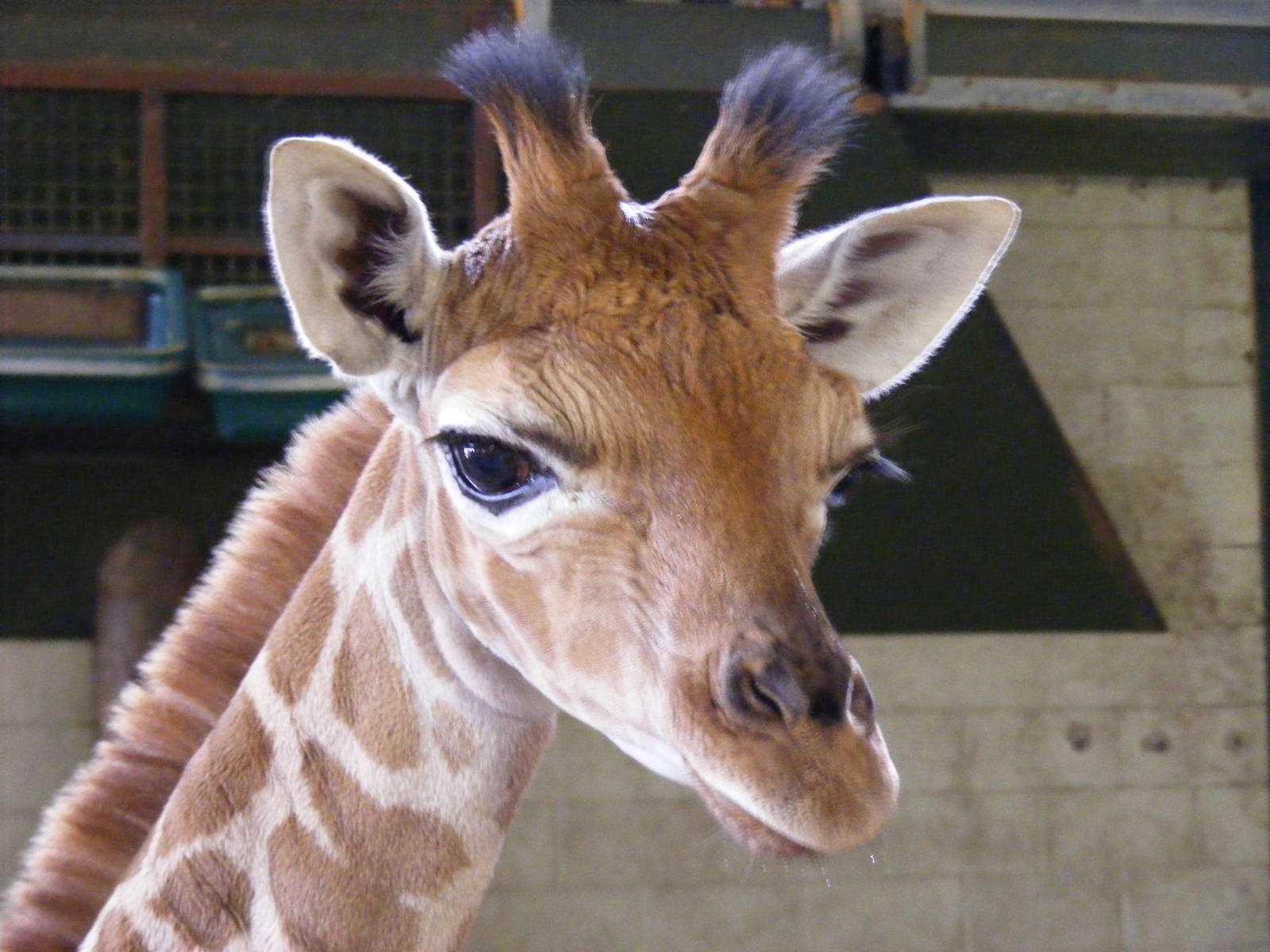 Nsia the giraffe at Marwell Wildlife, 9 May 2010
