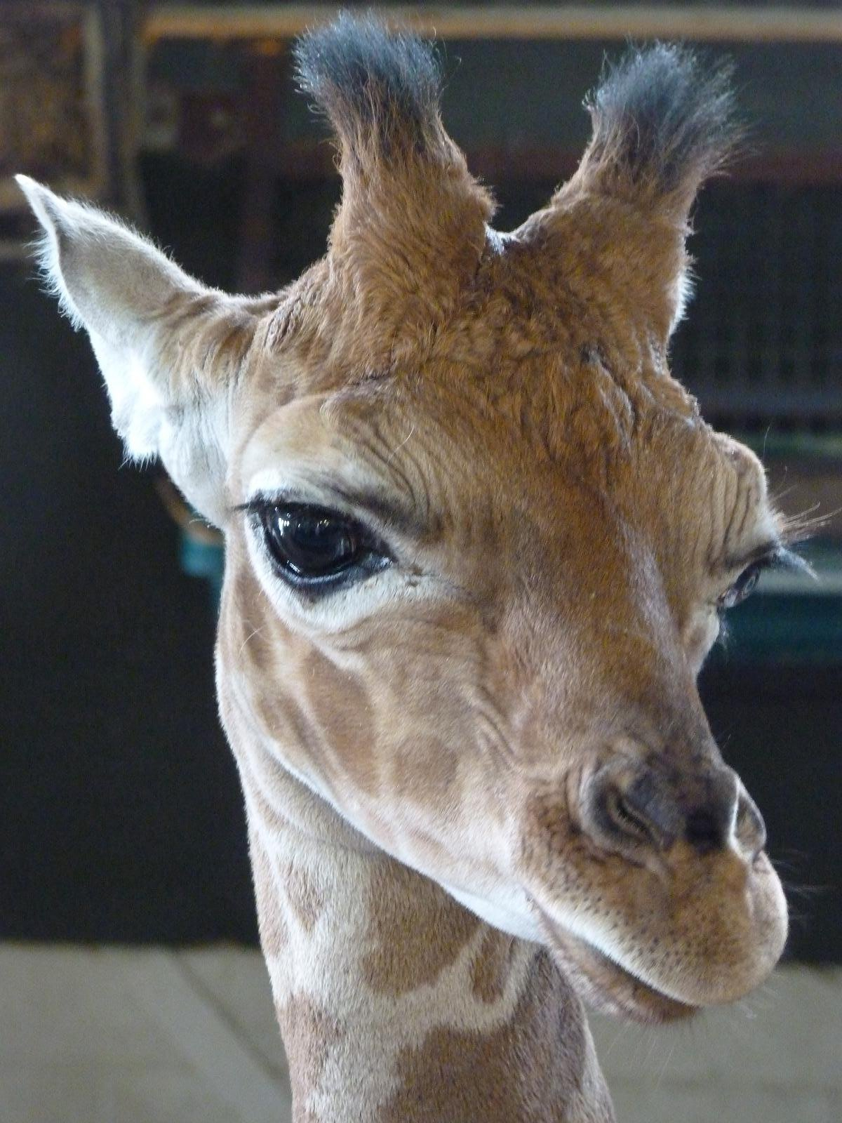 Nsia the Giraffe Calf