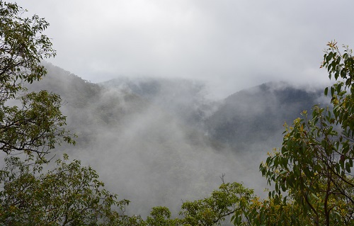 NSW misty morning