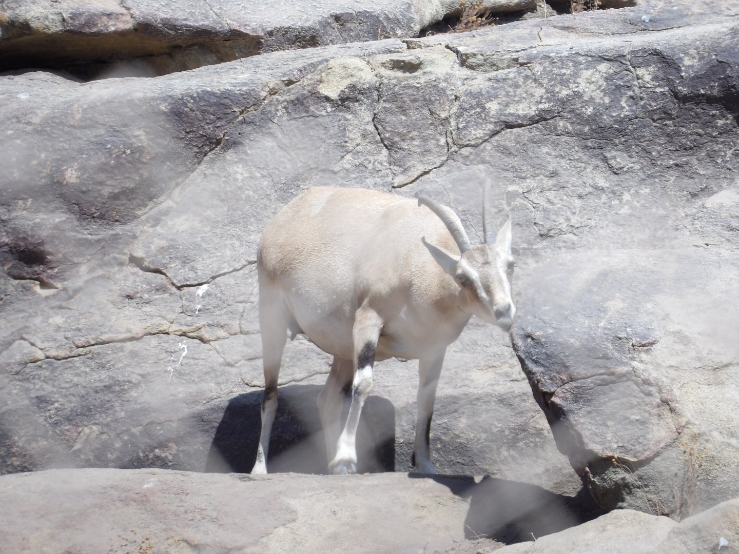 Nubain Ibex(Capra nubiana)