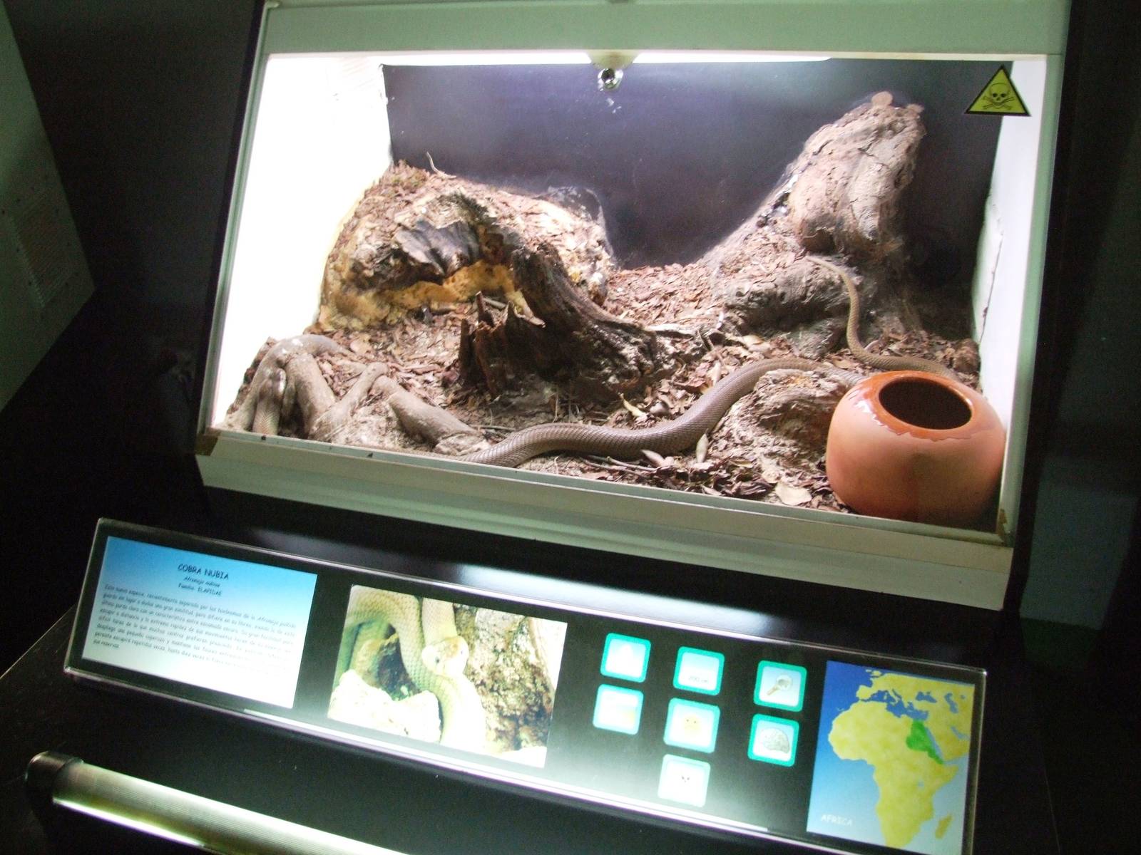 Nubian Cobra Exhibit at Cabarceno, 11/06/15