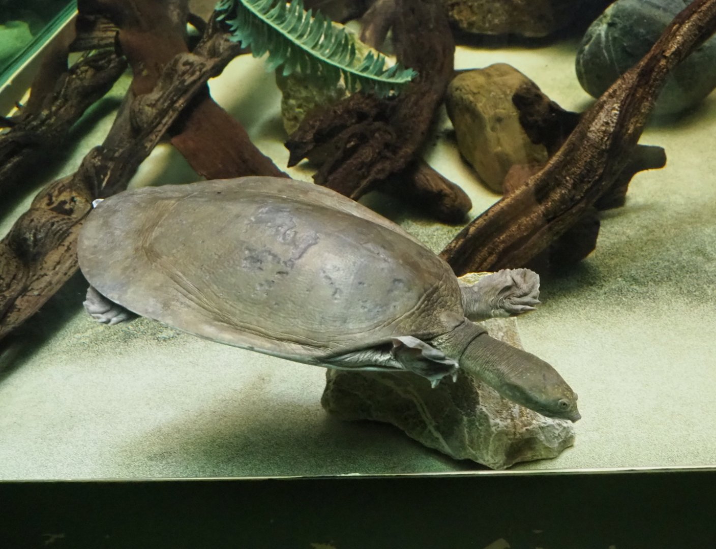 Nubian flapshell turtle (Cyclanorbis elegans), 2019-04-20