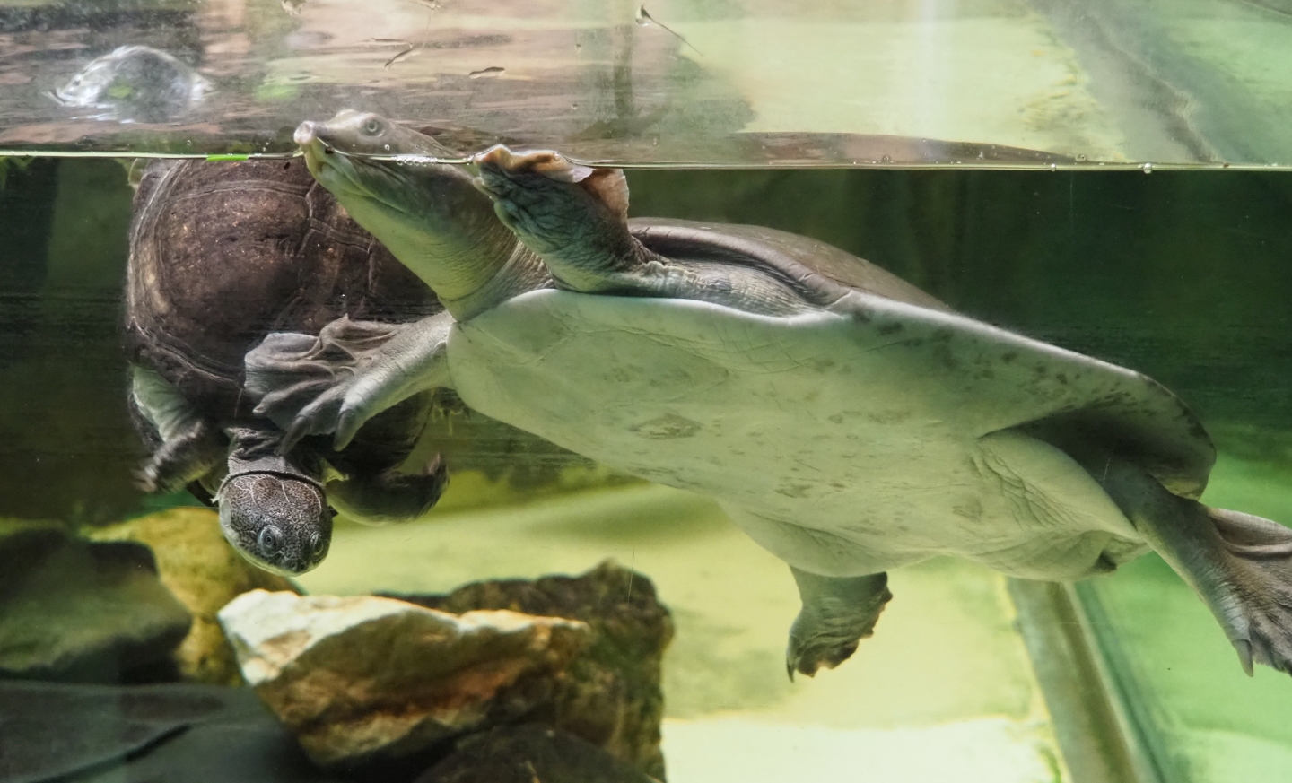 Nubian flapshell turtle (Cyclanorbis elegans) and African keeled mud turtle (Pelusios carinatus), 2019-04-20