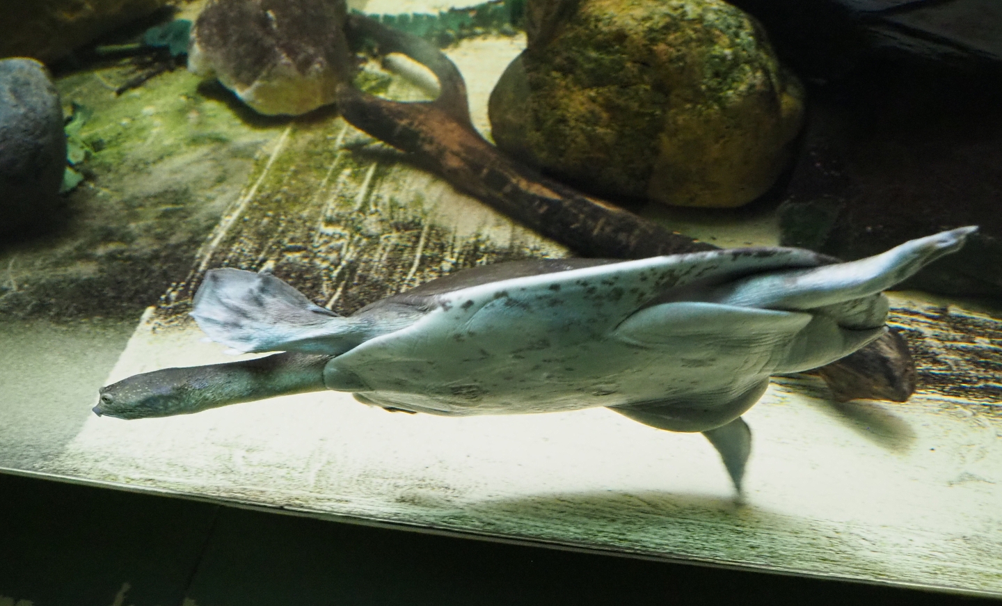 Nubian flapshell turtle (Cyclanorbis elegans), Feb 27th, 2019