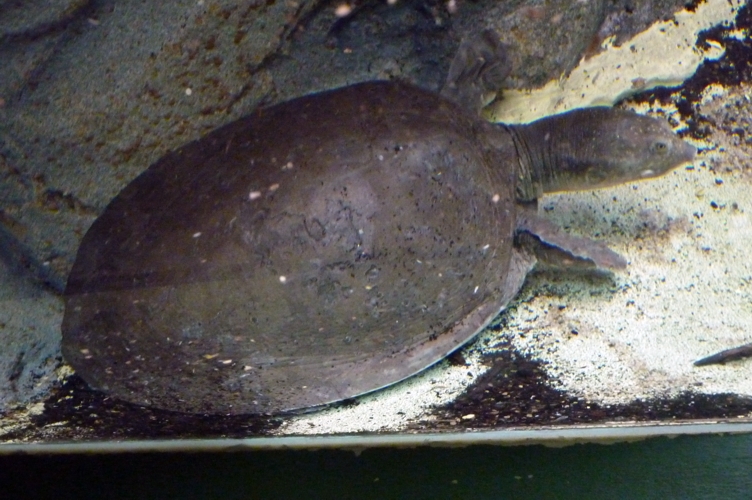 Nubian flapshell turtle (Cyclanorbis elegans)